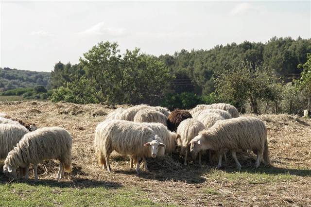 Le pecore nell'uliveto di Sa Sida Country
