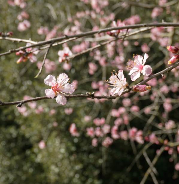 Un tocco di colore nel giardino