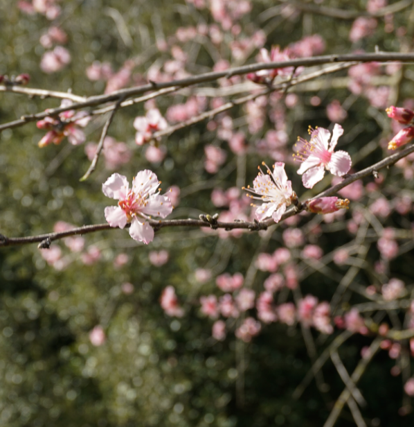 Angolo fiori bianchi