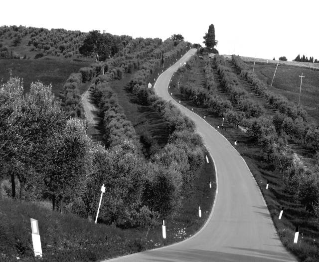 Un uliveto secolare immerso nella campagna sarda
